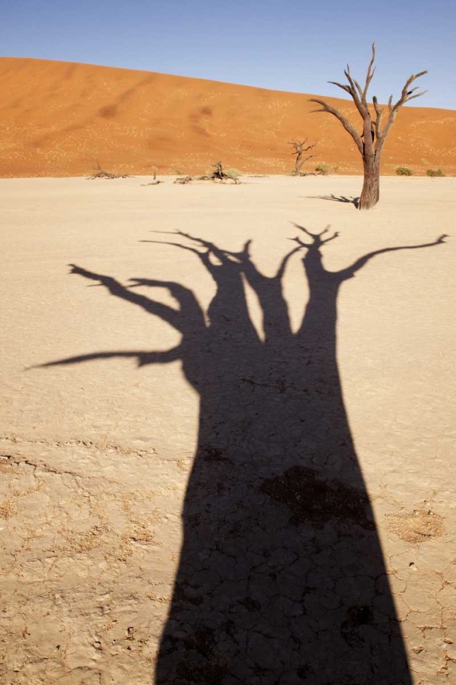 Namibia, Sossusvlei Dead tree casts shadow art print by Wendy Kaveney for $57.95 CAD