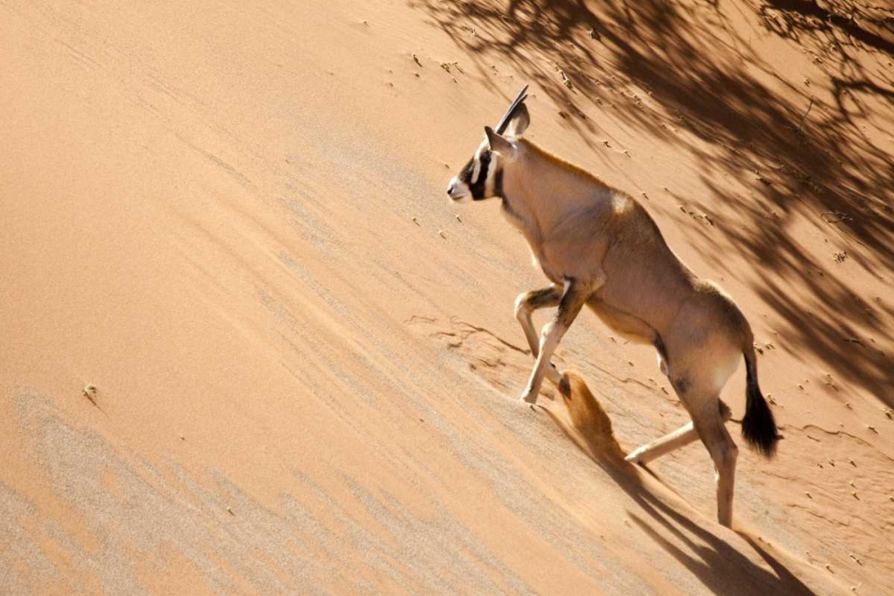 Namibia, Sossusvlei Oryx climbing a sand dune art print by Wendy Kaveney for $57.95 CAD