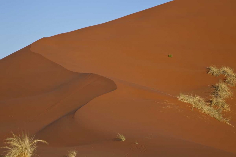 Namibia, Namib Desert, Grasses on sand dune art print by Bill Young for $57.95 CAD