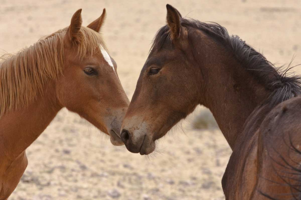 Namibia, Garub Feral horse herd touch noses art print by Bill Young for $57.95 CAD