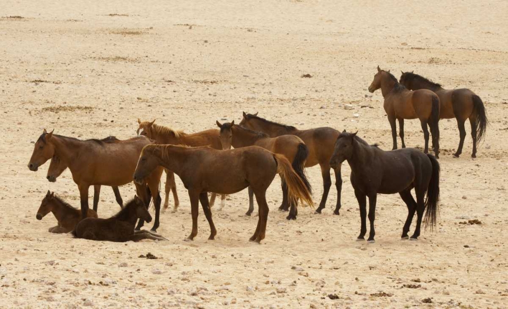 Namibia, Aus Wild horses on the Namib Desert art print by Wendy Kaveney for $57.95 CAD