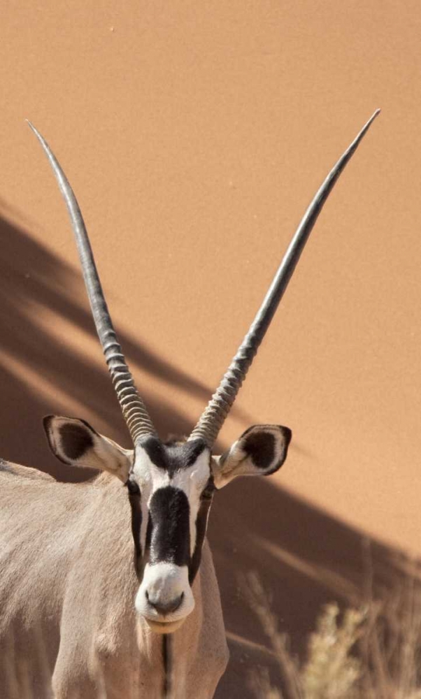Namibia, Sossusvlei, Namib-Naukluft Park Oryx art print by Wendy Kaveney for $57.95 CAD