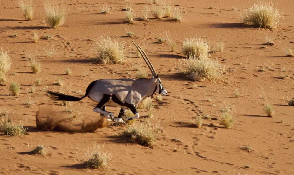 Namibia, Sossusvlei Aerial of running oryx art print by Wendy Kaveney for $57.95 CAD