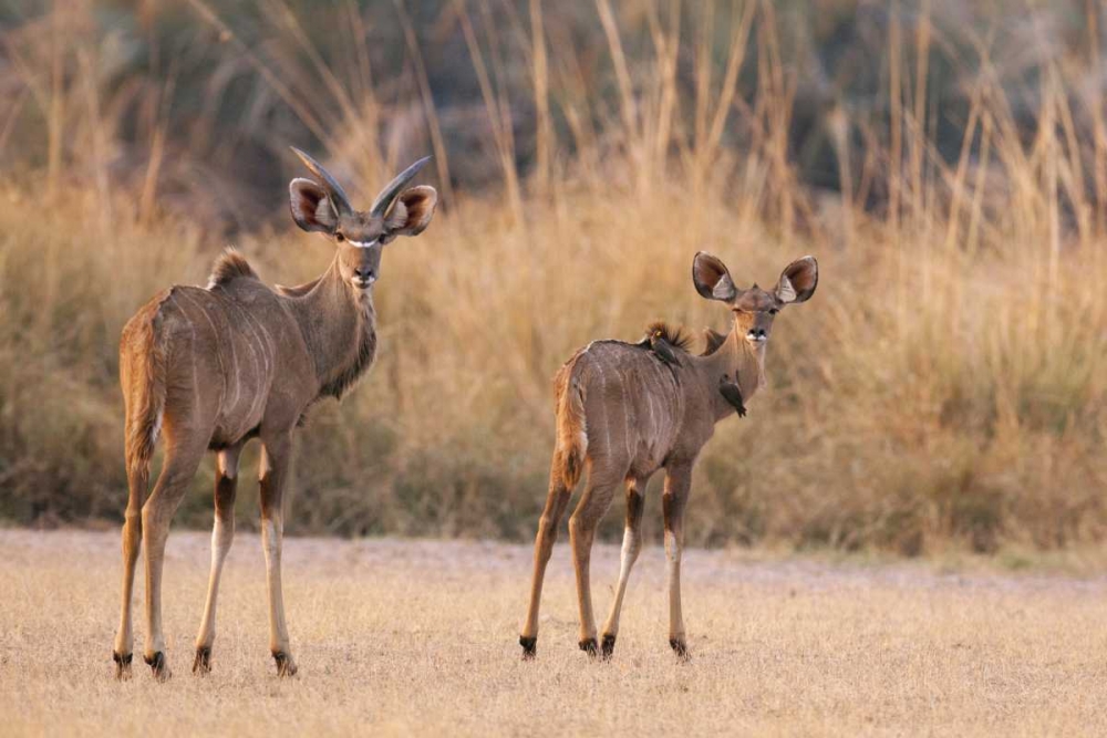 Namibia, Caprivi Strip A pair of kudu art print by Wendy Kaveney for $57.95 CAD