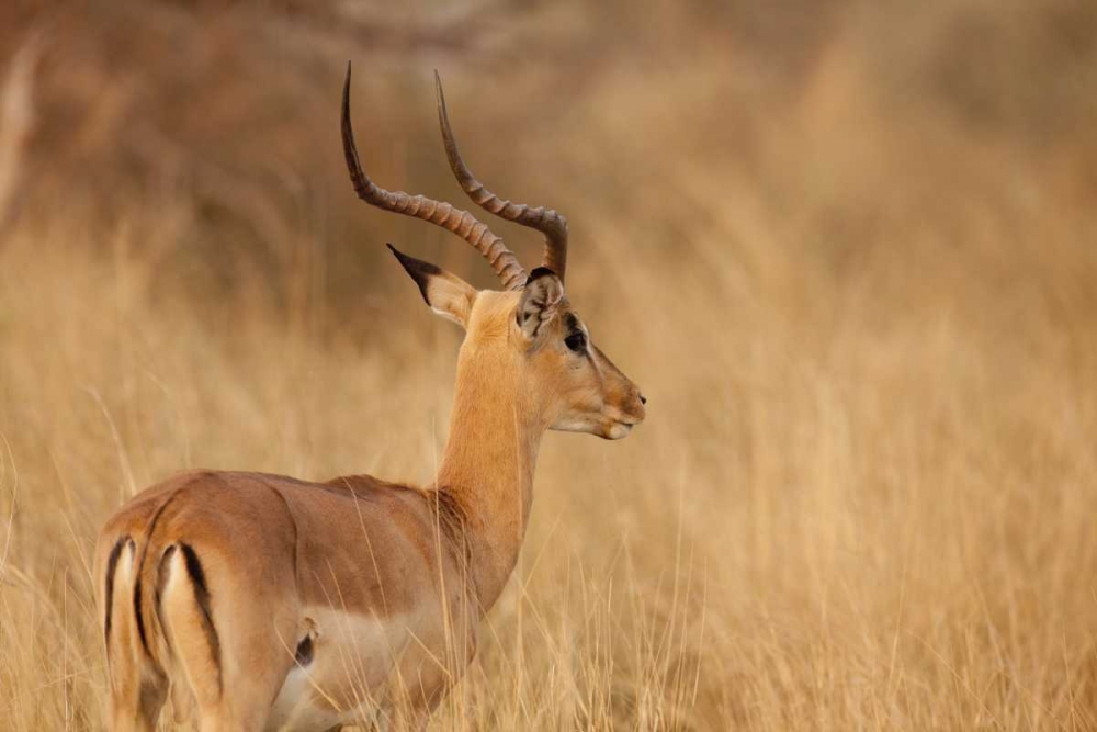 Namibia, Caprivi Strip Impala in tall grass art print by Wendy Kaveney for $57.95 CAD