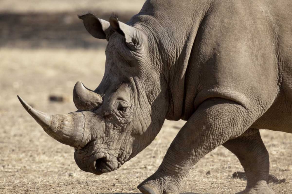 Namibia, Windhoek White rhinoceros art print by Wendy Kaveney for $57.95 CAD