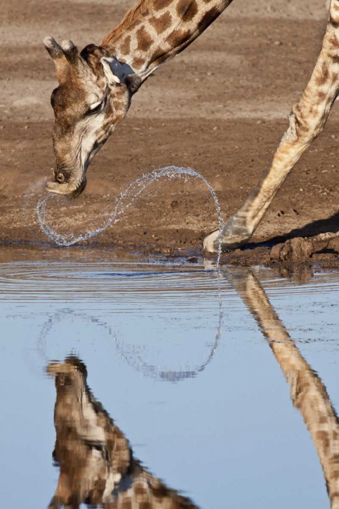 Namibia, Etosha NP Giraffe drinking art print by Wendy Kaveney for $57.95 CAD