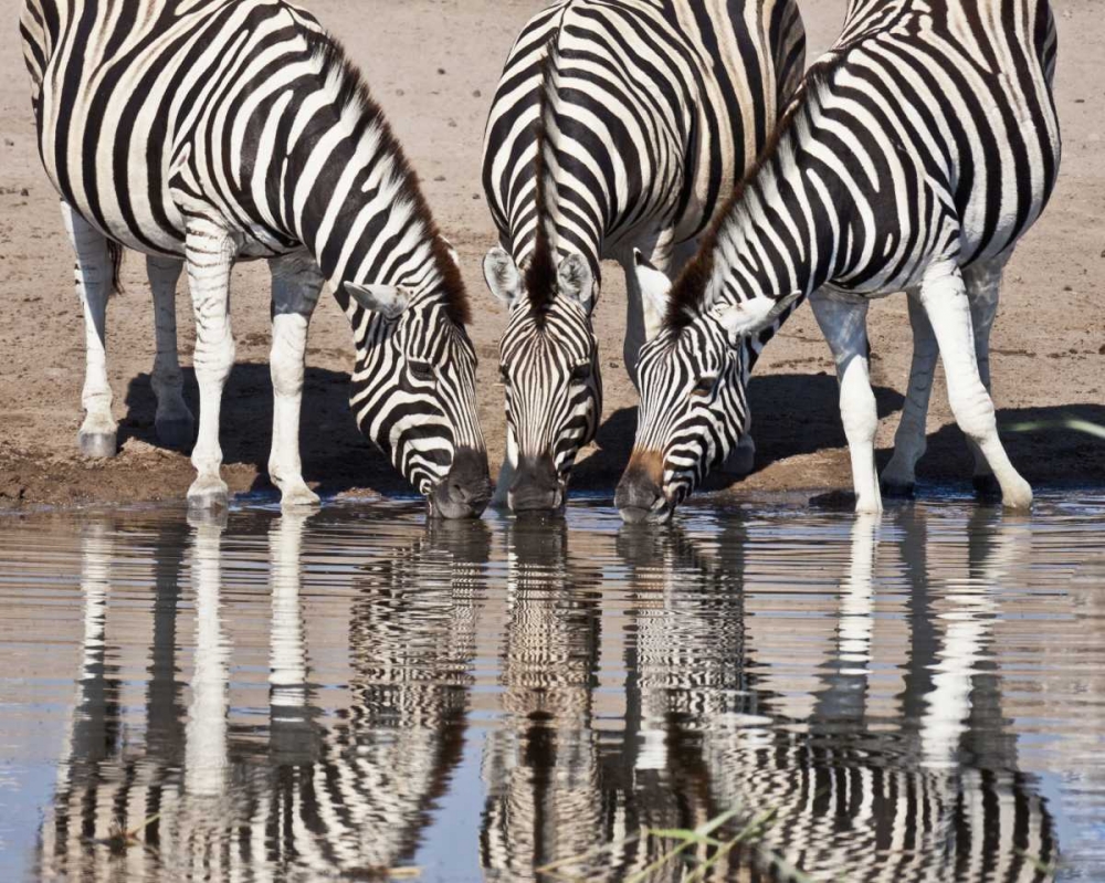 Namibia, Etosha NP Zebras reflected in water art print by Wendy Kaveney for $57.95 CAD
