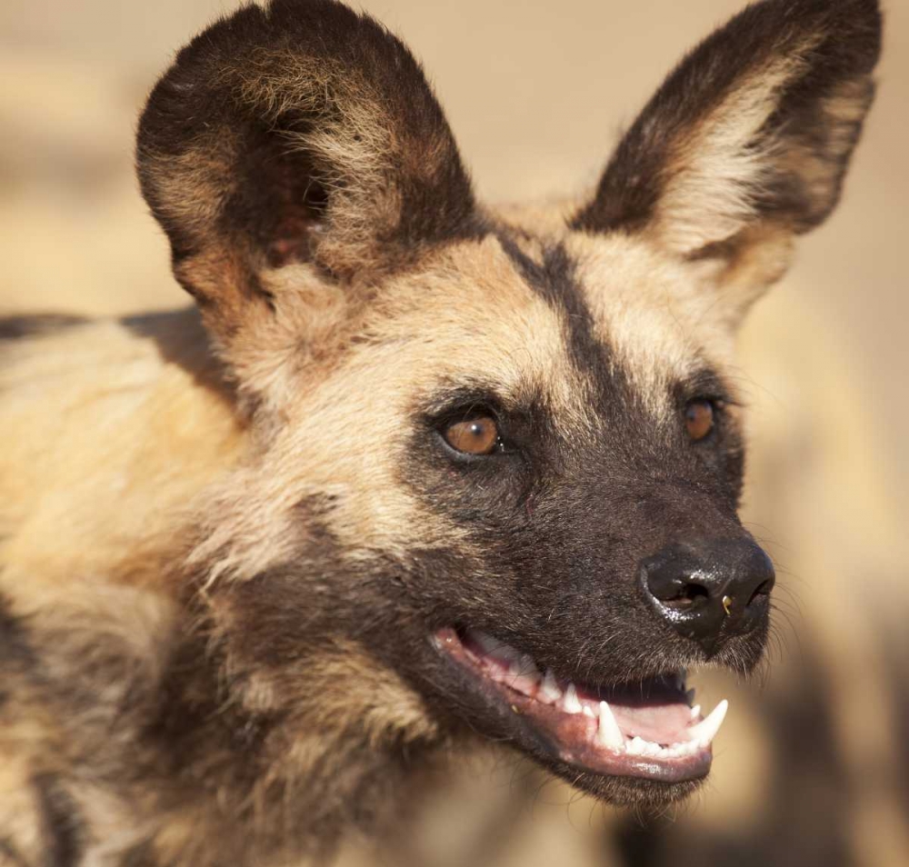 Namibia, Harnas African wild dog art print by Wendy Kaveney for $57.95 CAD