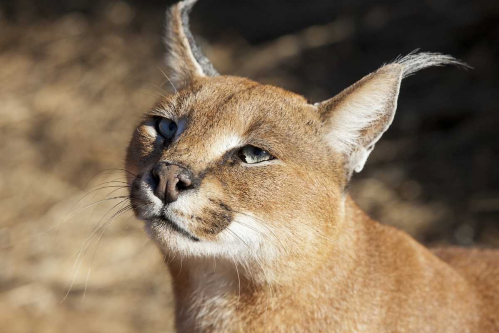 Namibia, Harnas Portrait of a caracal art print by Wendy Kaveney for $57.95 CAD