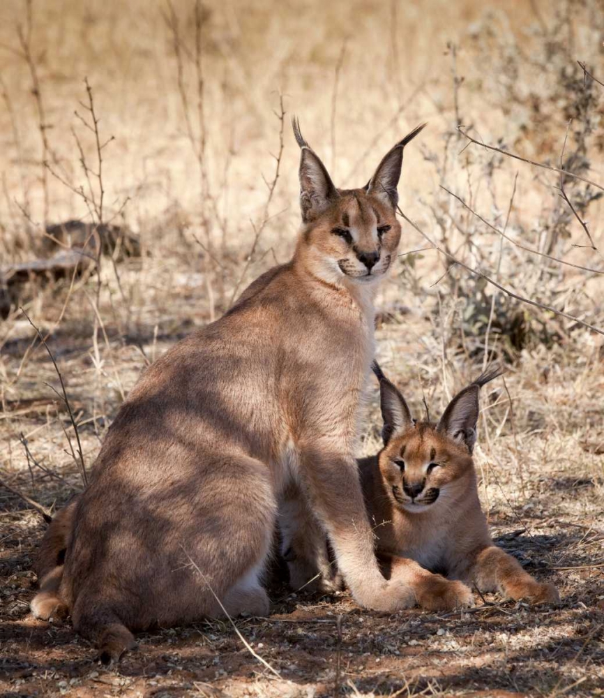 Namibia, Harnas Caracal pair art print by Wendy Kaveney for $57.95 CAD
