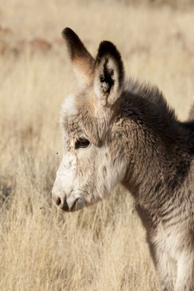 Namibia, Torras Conservancy Young donkey art print by Wendy Kaveney for $57.95 CAD