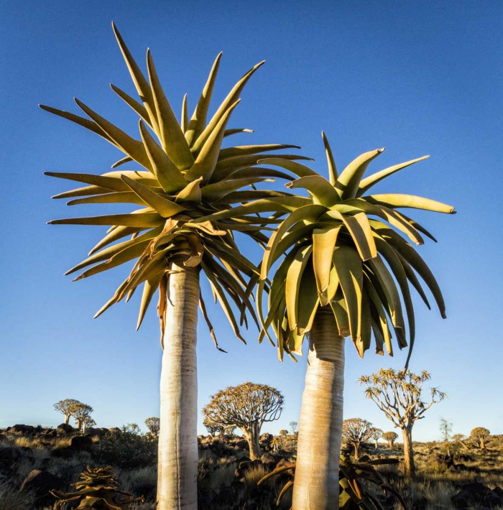 Africa, Namibia Close-up of two quiver trees art print by Wendy Kaveney for $57.95 CAD