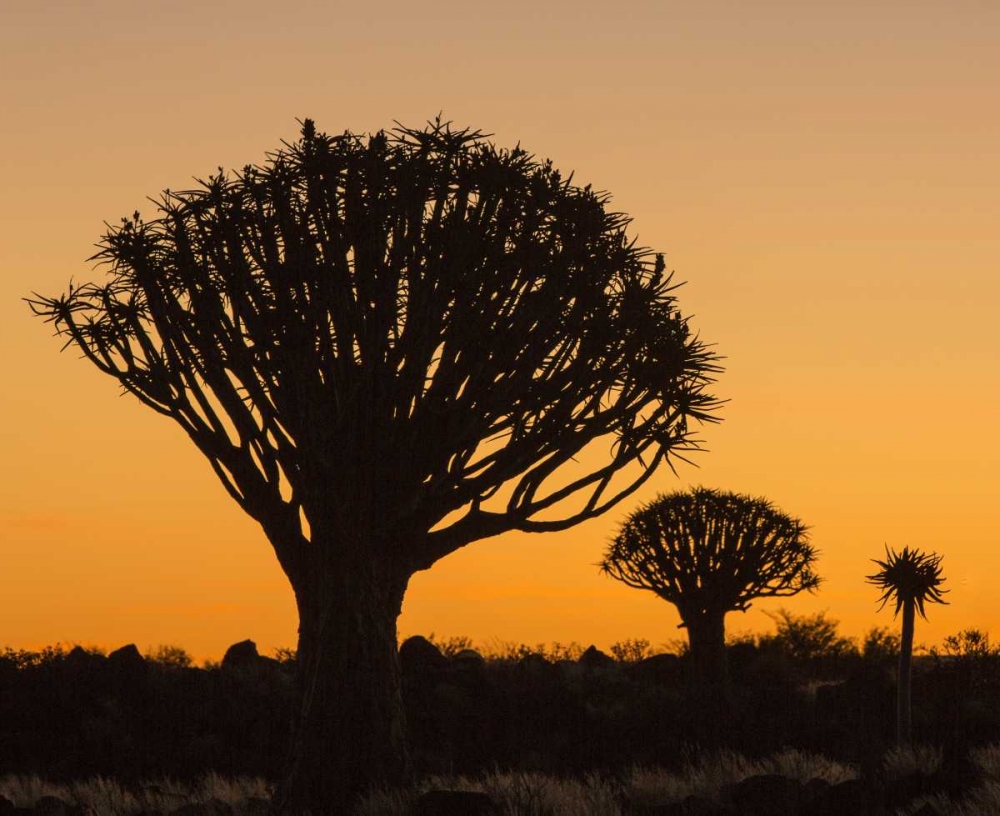 Africa, Namibia Quiver trees at twilight art print by Wendy Kaveney for $57.95 CAD