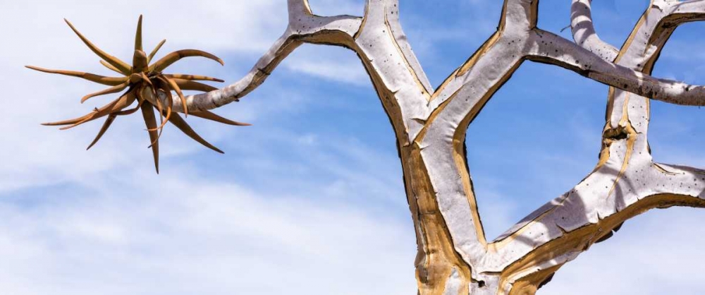 Africa, Namibia Close-up of quiver tree art print by Wendy Kaveney for $57.95 CAD