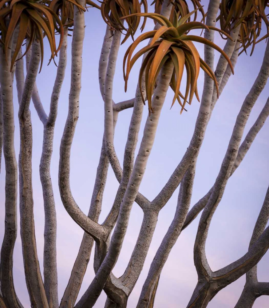 Africa, Namibia Close-up of quiver tree art print by Wendy Kaveney for $57.95 CAD