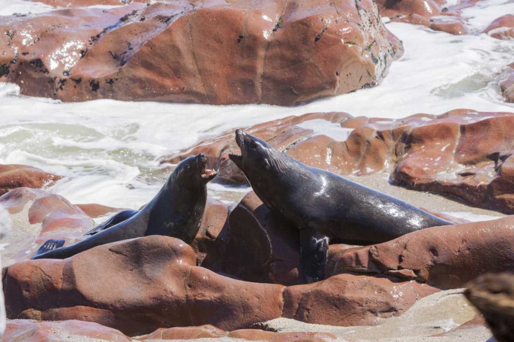 Namibia, Skeleton Coast Two cape fur seals art print by Wendy Kaveney for $57.95 CAD