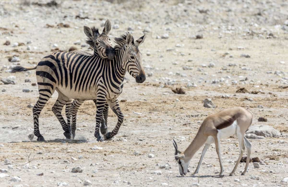 Africa, Namibia, Etosha NP Zebras and springbok art print by Wendy Kaveney for $57.95 CAD