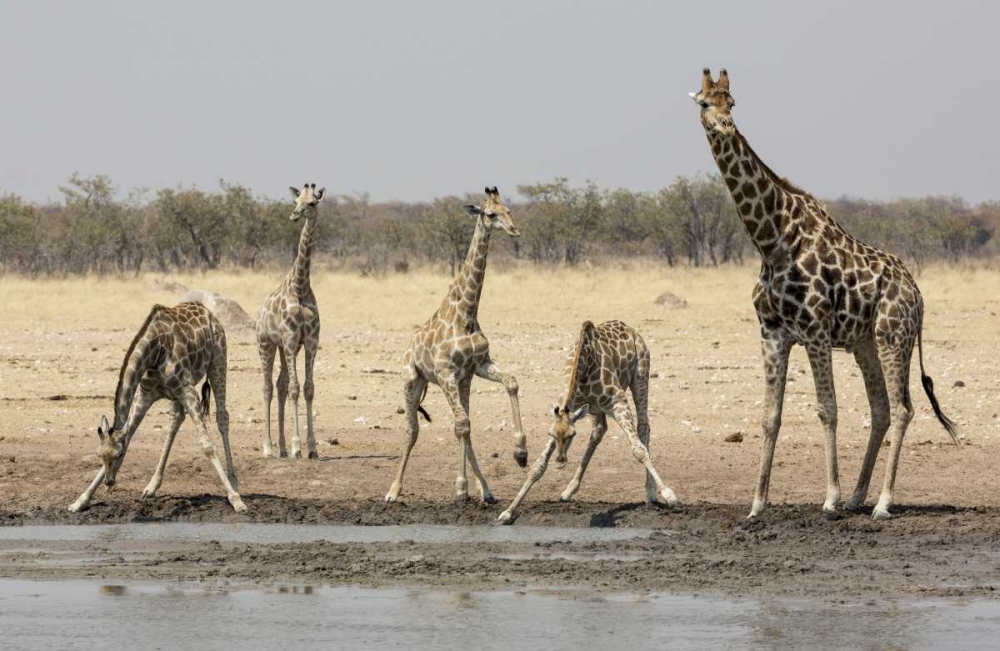 Namibia, Etosha NP Giraffes at the waterhole art print by Wendy Kaveney for $57.95 CAD