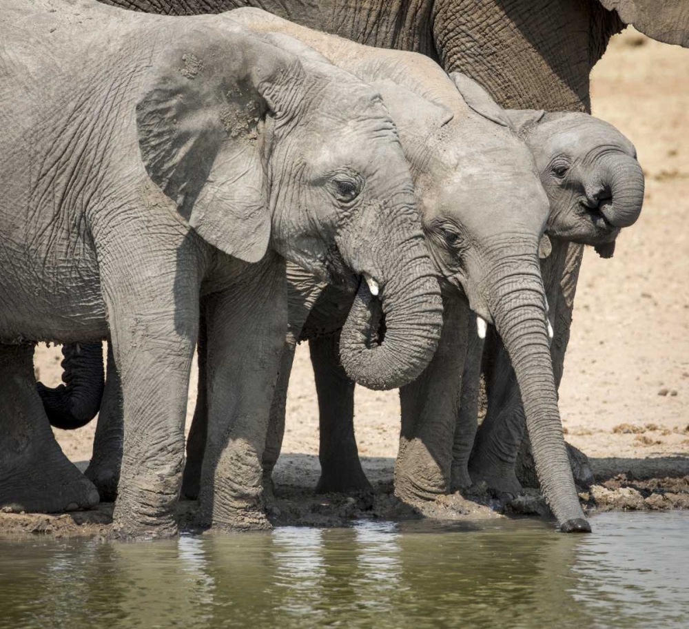 Namibia, Etosha NP Elephants drinking at water art print by Wendy Kaveney for $57.95 CAD
