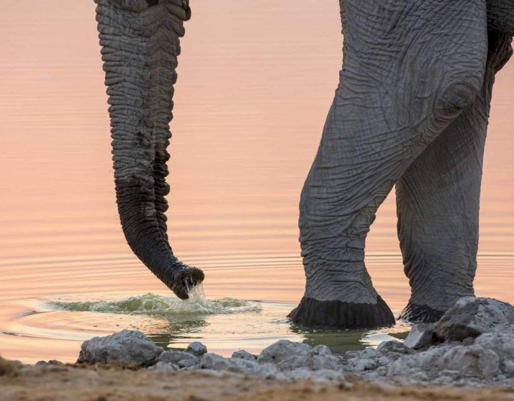 Namibia, Etosha NP Drinking elephant at sunset art print by Wendy Kaveney for $57.95 CAD
