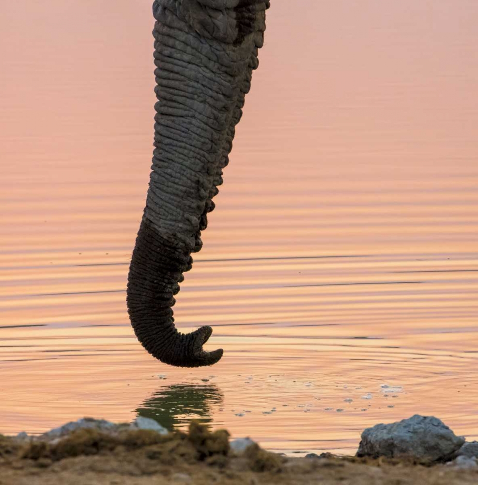 Namibia, Etosha NP Drinking elephant at sunset art print by Wendy Kaveney for $57.95 CAD