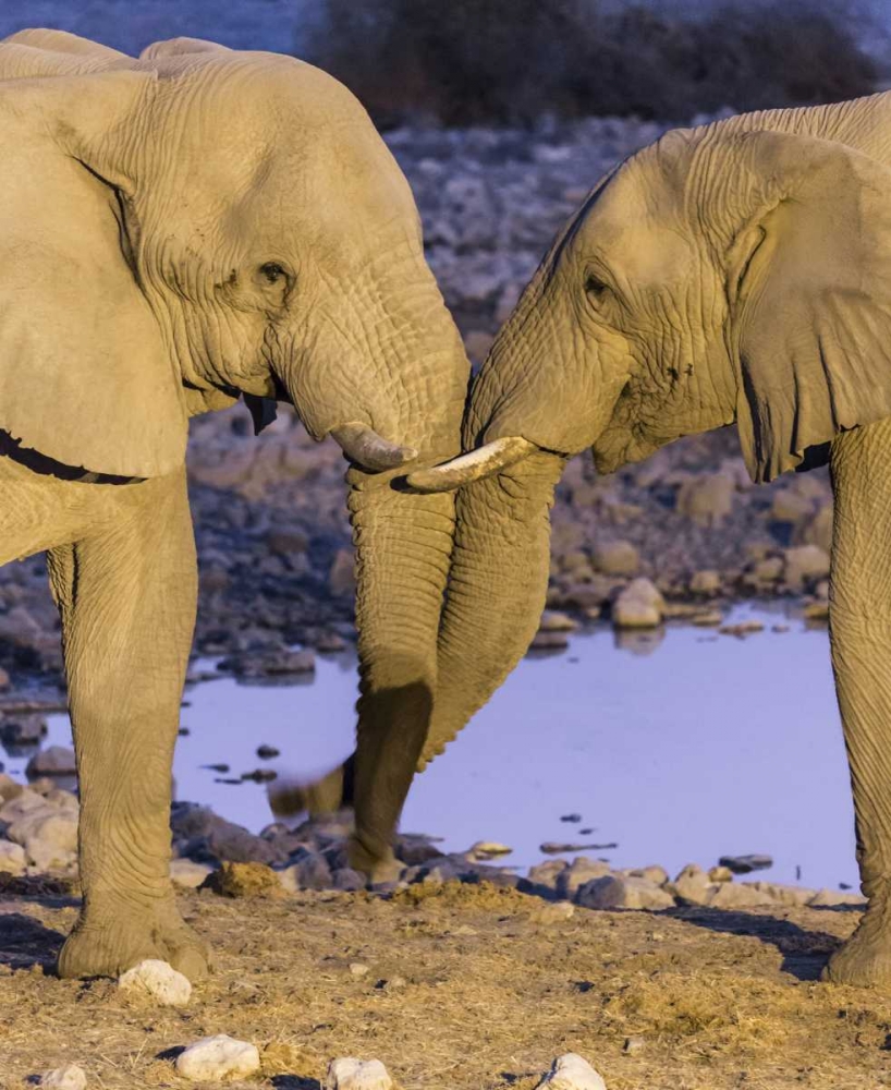 Namibia, Etosha NP Elephants greeting at dusk art print by Wendy Kaveney for $57.95 CAD
