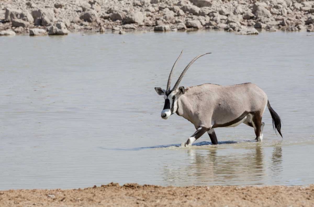 Namibia, Etosha NP Oryx wading in waterhole art print by Wendy Kaveney for $57.95 CAD