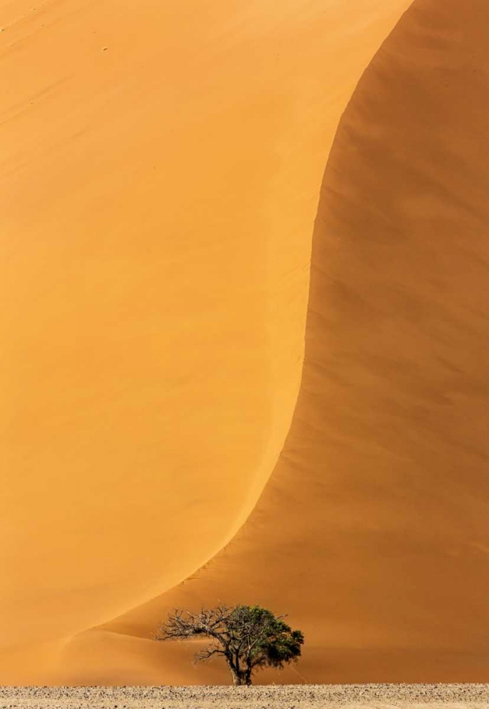 Namibia, Namib-Naukluft Park Sand dune and tree art print by Wendy Kaveney for $57.95 CAD