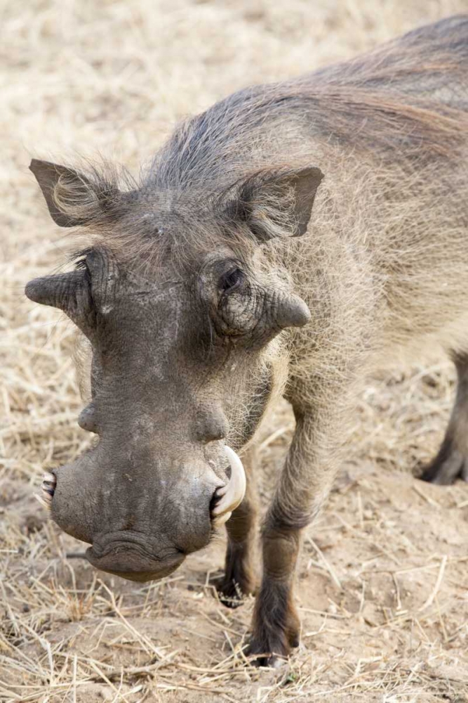 Africa, Namibia, Windhoek, Okapuka Ranch Warthog art print by Wendy Kaveney for $57.95 CAD