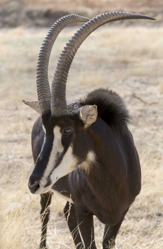 Namibia, Windhoek, Okapuka Ranch Sable antelope art print by Wendy Kaveney for $57.95 CAD