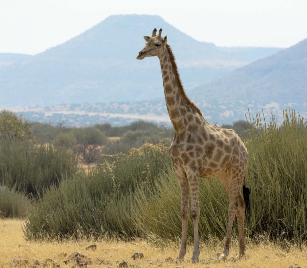 Namibia, Damaraland Solitary giraffe art print by Wendy Kaveney for $57.95 CAD