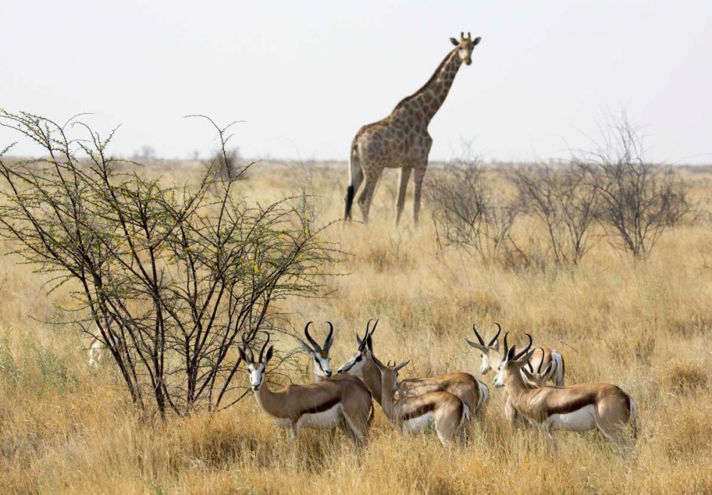 Namibia, Etosha NP Giraffe and springboks art print by Wendy Kaveney for $57.95 CAD