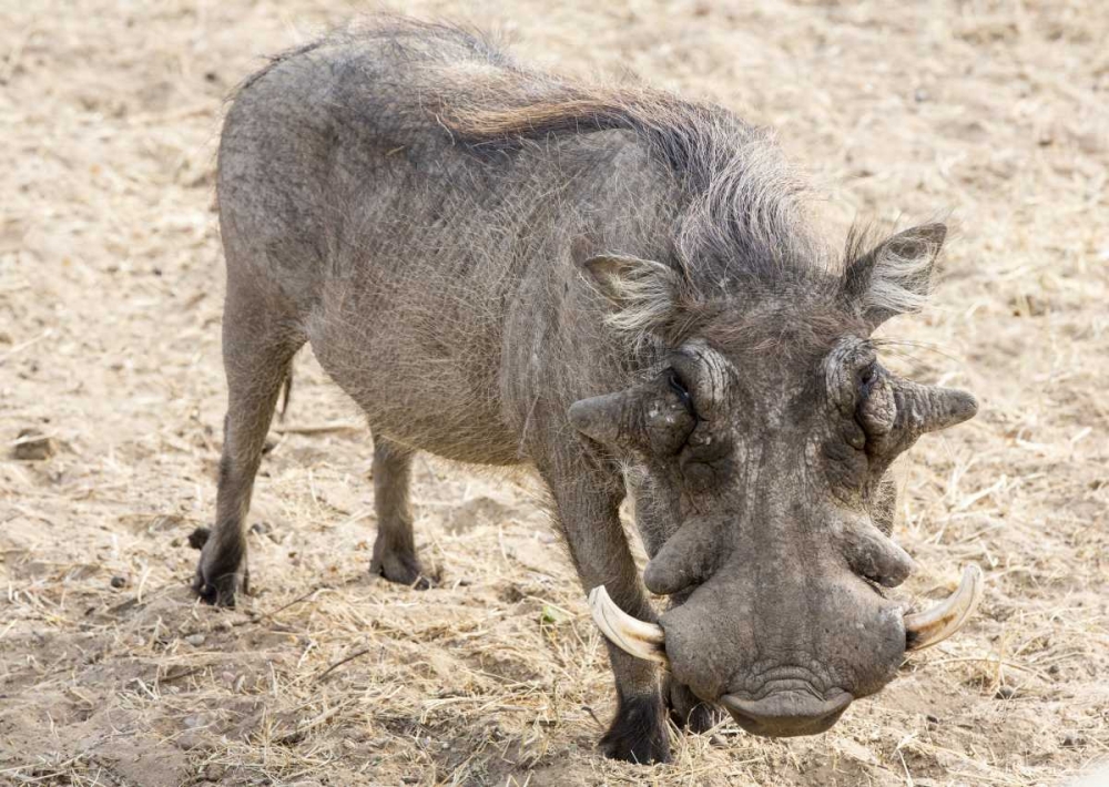 Africa, Namibia, Windhoek, Okapuka Ranch Warthog art print by Wendy Kaveney for $57.95 CAD