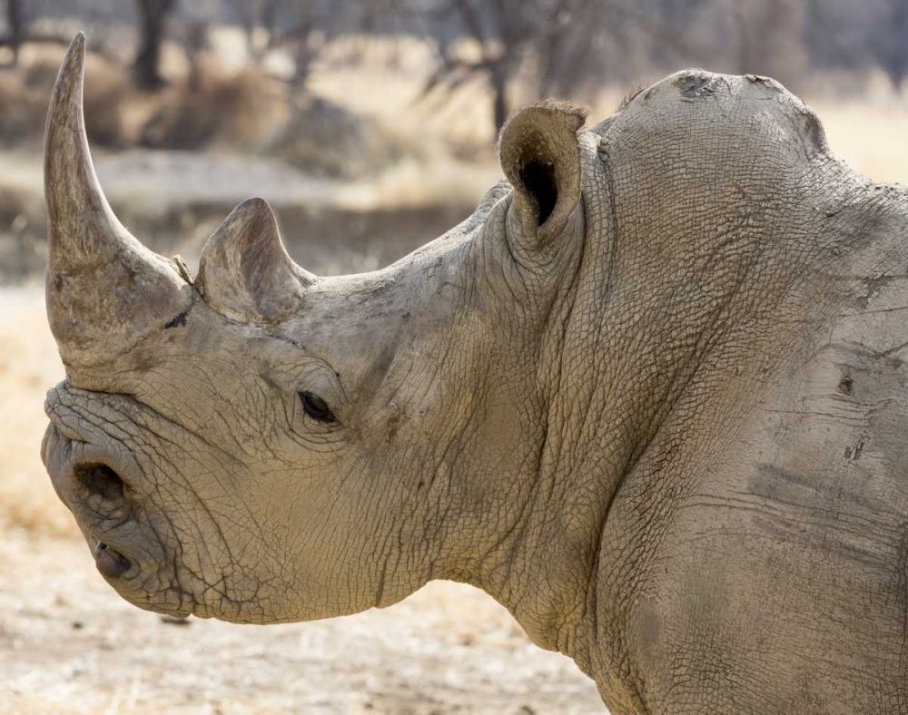 Namibia, Windhoek Rhinoceros in profile art print by Wendy Kaveney for $57.95 CAD