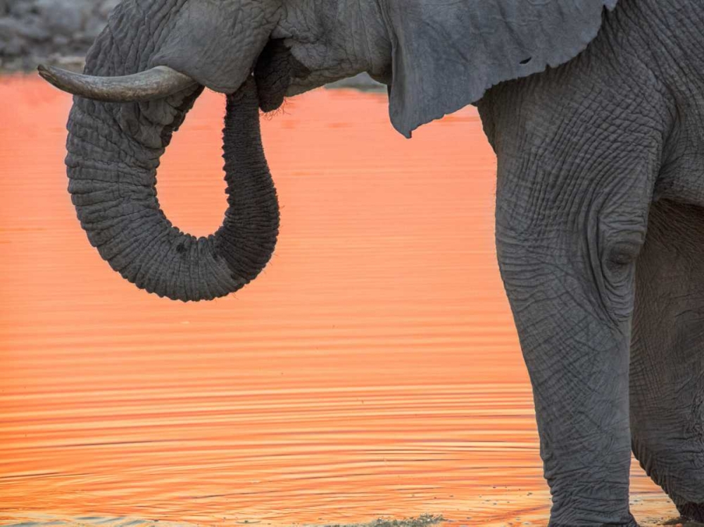 Namibia, Etosha NP Drinking elephant at sunset art print by Wendy Kaveney for $57.95 CAD