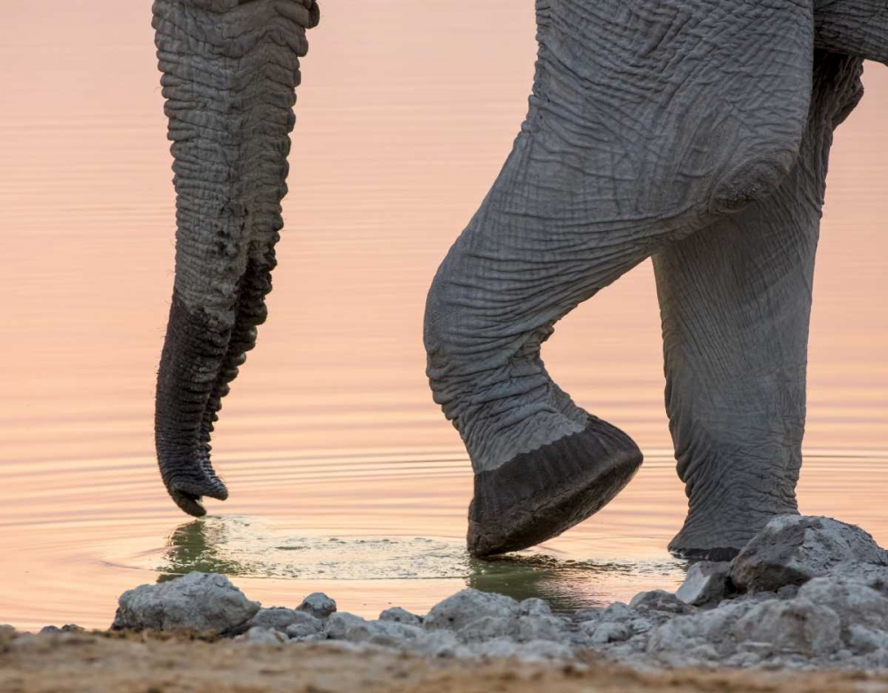 Namibia, Etosha NP Drinking elephant at sunset art print by Wendy Kaveney for $57.95 CAD
