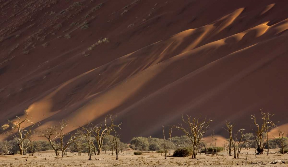 Namibia, Namib-Naukluft Dunes and skeleton trees art print by Wendy Kaveney for $57.95 CAD