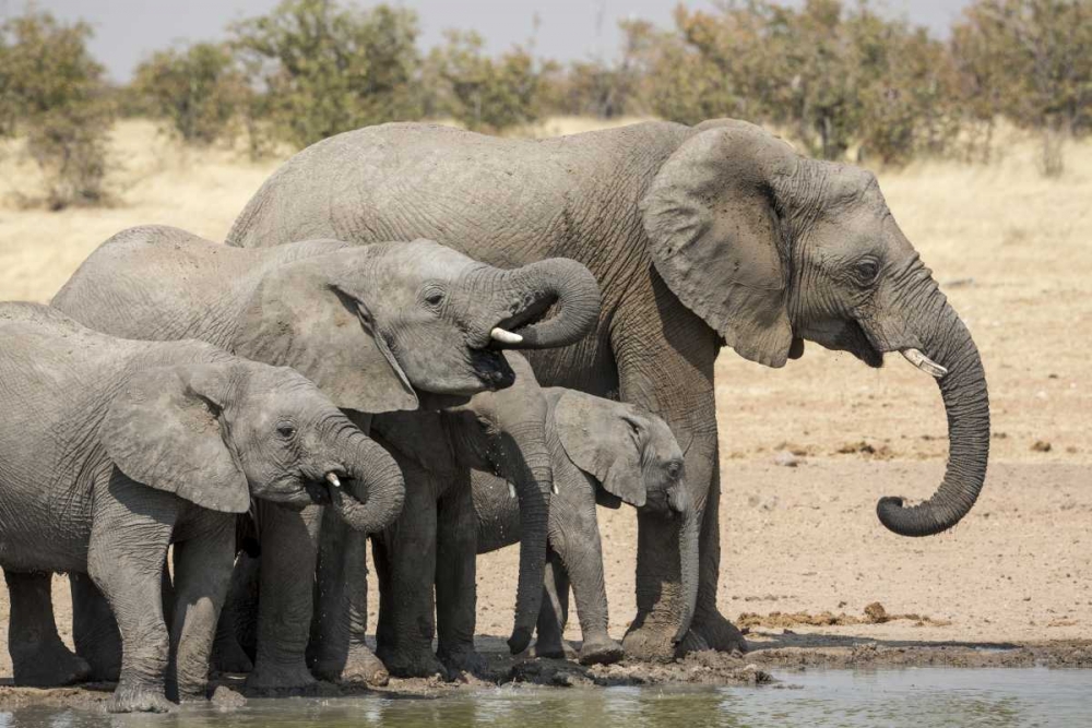 Namibia, Etosha NP Elephants drinking art print by Wendy Kaveney for $57.95 CAD
