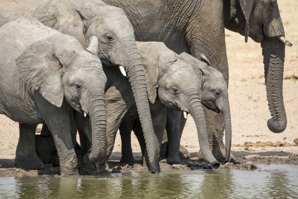 Namibia, Etosha NP Elephants drinking art print by Wendy Kaveney for $57.95 CAD