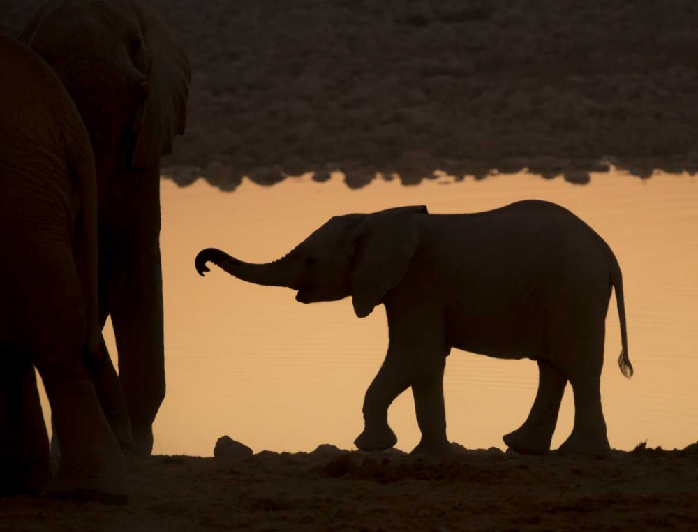 Namibia, Etosha NP Baby elephant at sunset art print by Wendy Kaveney for $57.95 CAD