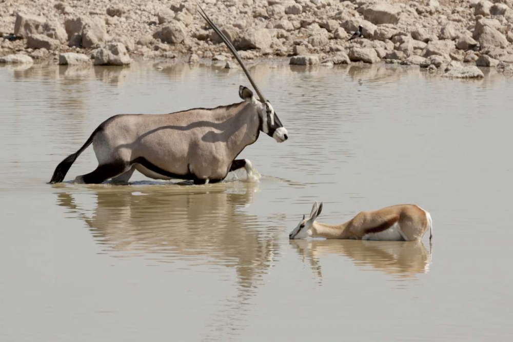 Namibia, Etosha NP Oryx and springbok wading art print by Wendy Kaveney for $57.95 CAD