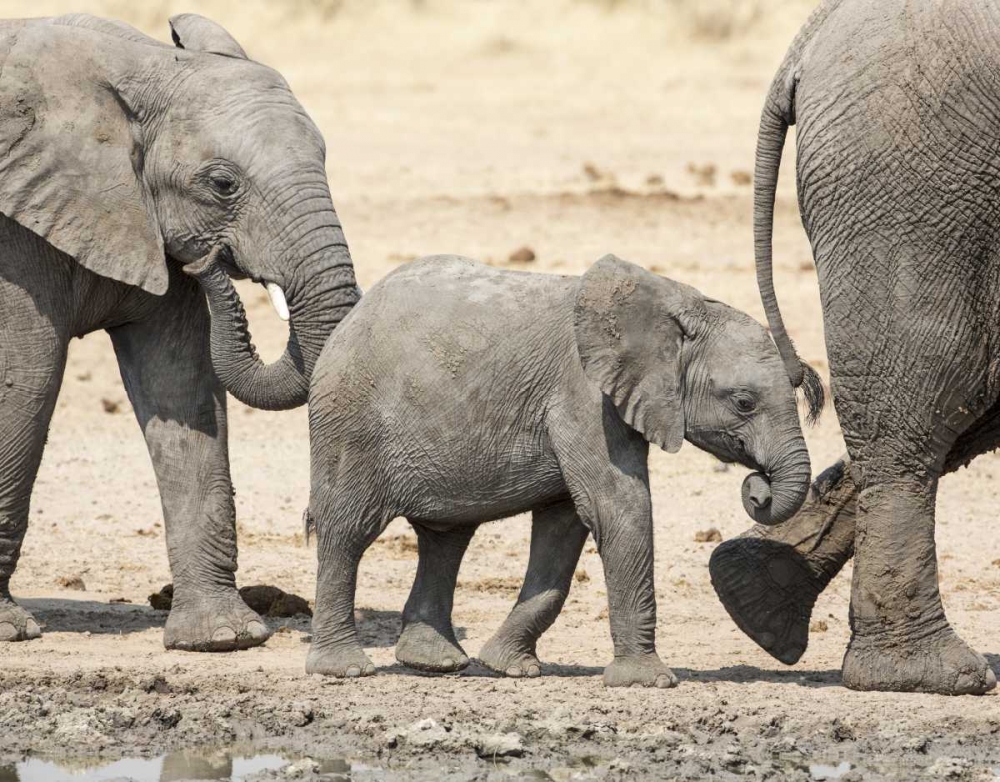 Namibia, Etosha NP Baby elephant walking art print by Wendy Kaveney for $57.95 CAD