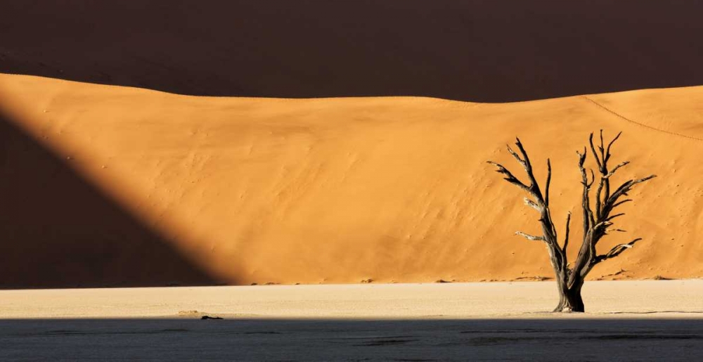 Namibia, Dead Vlei Dead tree illuminated by sun art print by Wendy Kaveney for $57.95 CAD