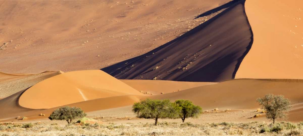 Namibia, Namib-Naukluft Park Sand dunes and tree art print by Wendy Kaveney for $57.95 CAD