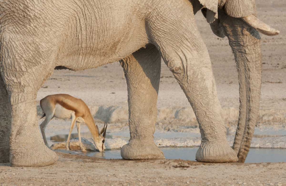 Namibia, Etosha NP, Drinking springbok at water art print by Wendy Kaveney for $57.95 CAD