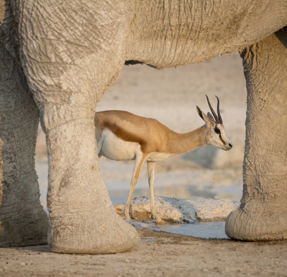 Namibia, Etosha NP Springbok framed by elephant art print by Wendy Kaveney for $57.95 CAD