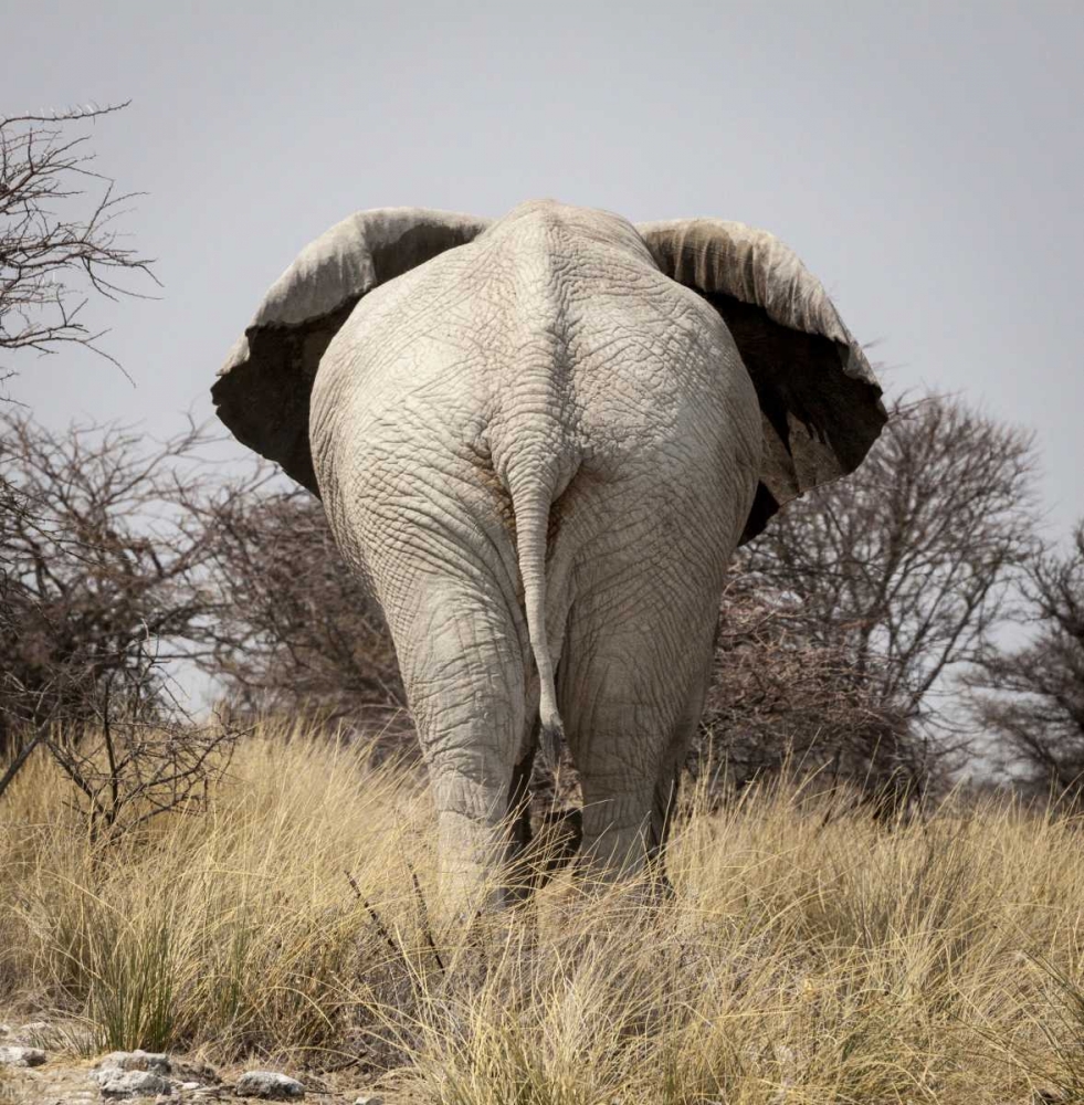 Namibia, Etosha NP, Okerfontein Elephant art print by Wendy Kaveney for $57.95 CAD