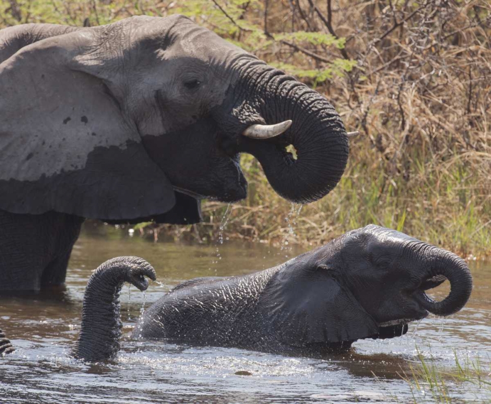 Namibia, Caprivi, Mudumu NP Elephants bathing art print by Wendy Kaveney for $57.95 CAD
