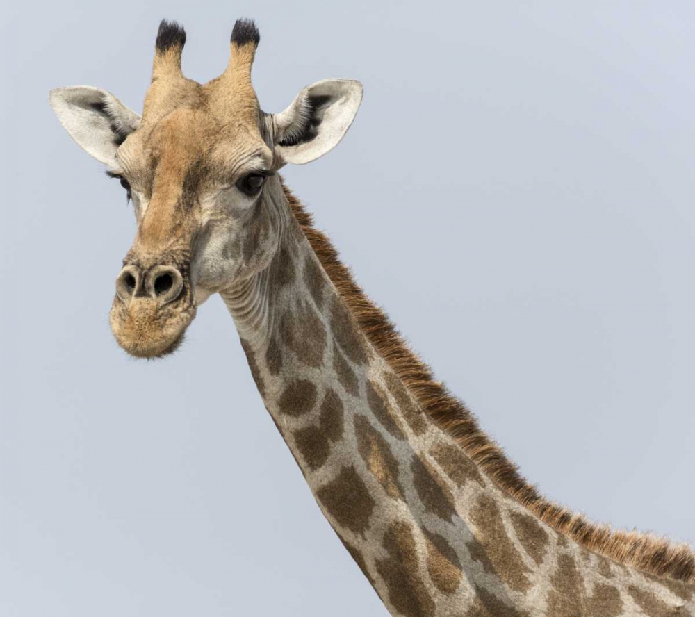 Namibia, Klein Namutoni Waterhole Giraffe art print by Wendy Kaveney for $57.95 CAD